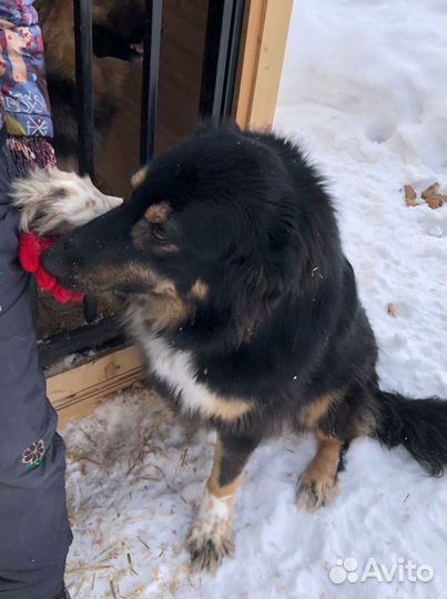 Собака в добрые руки, в дар красивый метис овчарки