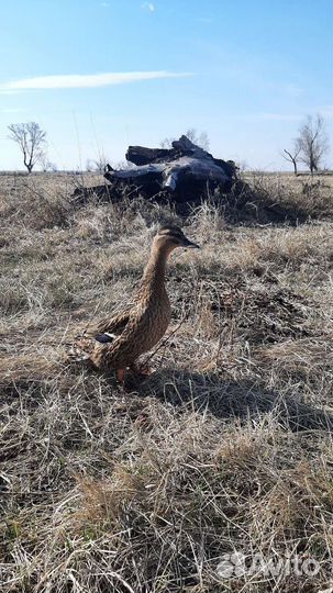 Утки подсадные для охоты