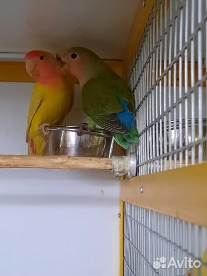 Попугаи неразлучники