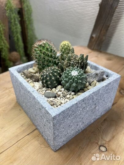 Композиция из кактусов