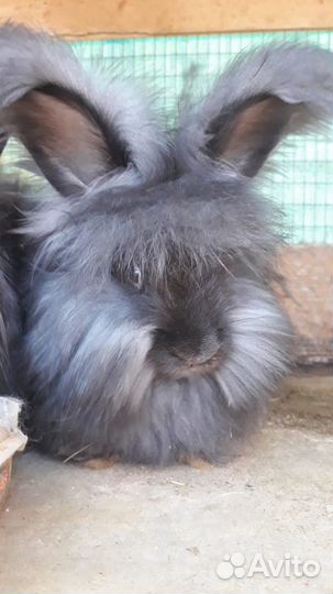 Немецкая ангора