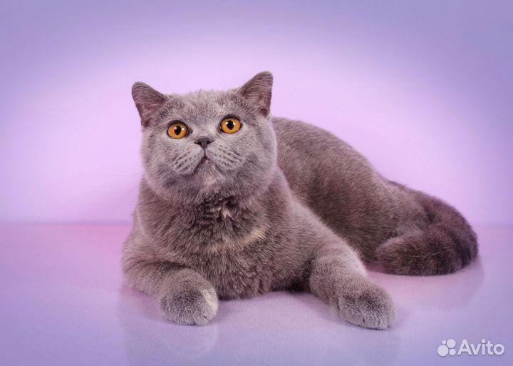 Британская кошечка