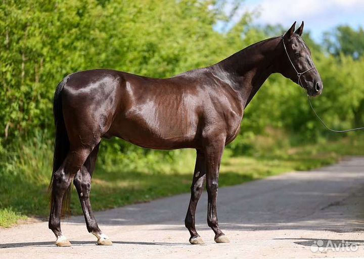 Ахалтекинский жеребец