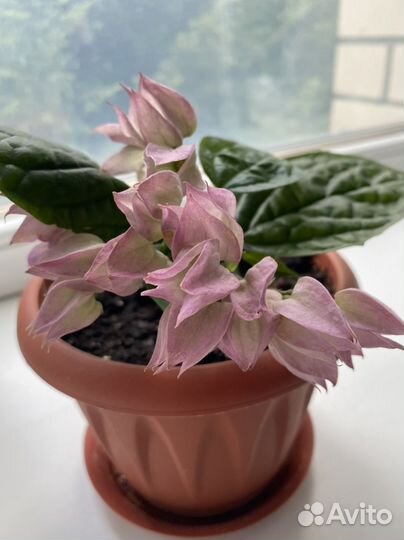 Клеродендрум томпсон