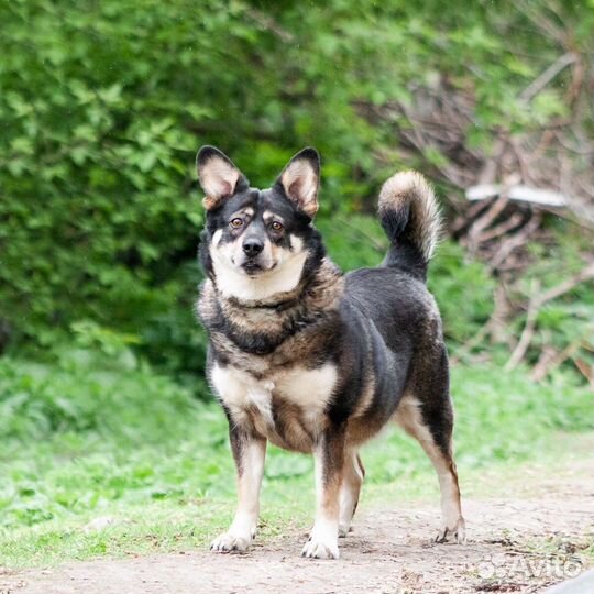 Невысокая собака Шутка в добрые руки