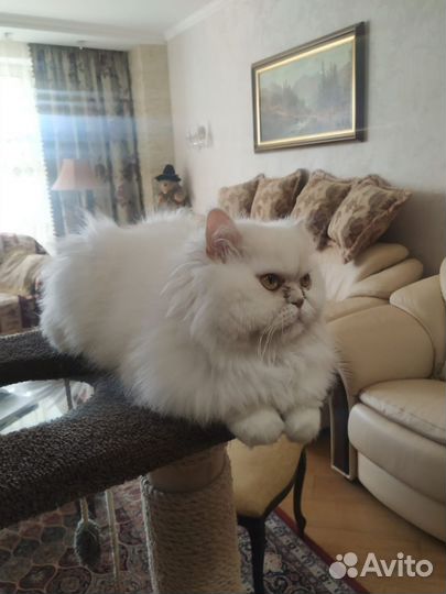 Персидский, 3х летний кот Оскар в добрые руки