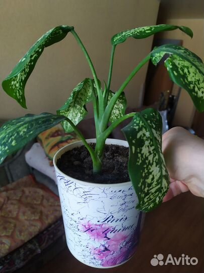 Диффенбахия