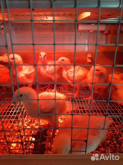 Цыплята бройлеры суточные и подрощеные
