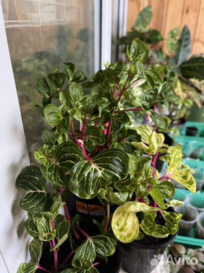 Ирезине Хербста