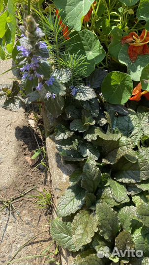 Почвопокровники