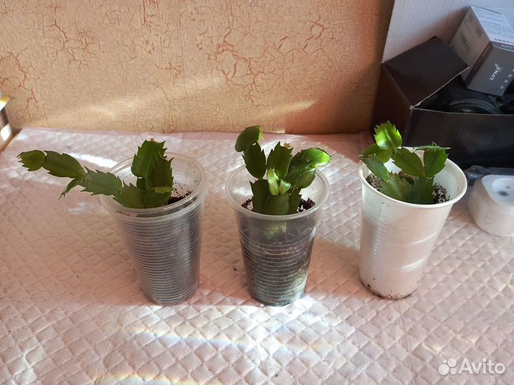 Декабрист шлюмбергера сортовые