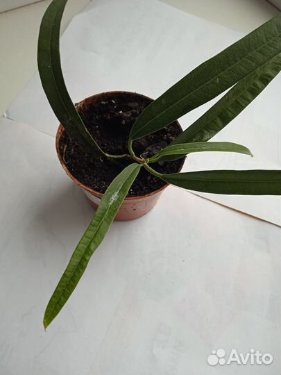 Комнатные растения цветы