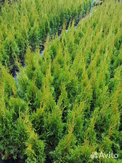 Туя Смарагд 90+ см Туи Smaragd