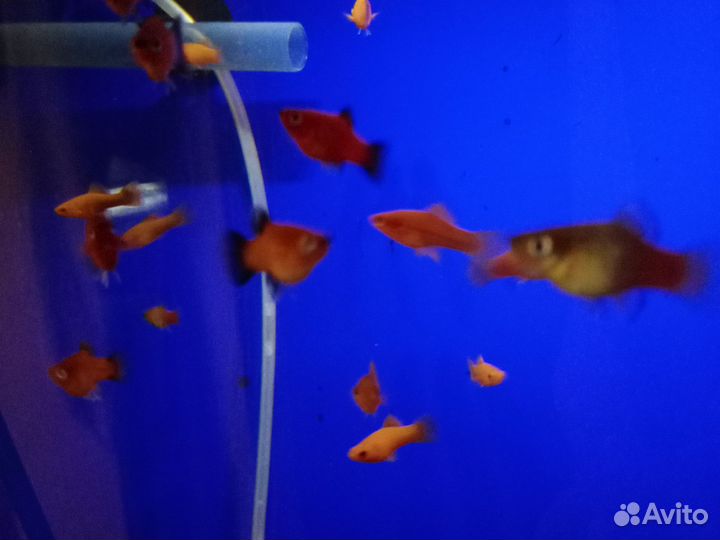 Скалярии пецилии гуппи меченосцы