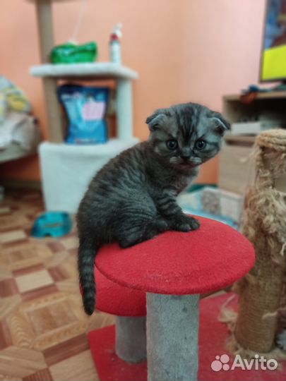 Шотландская