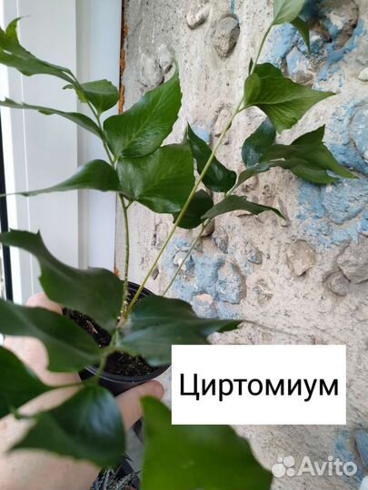 Аглаонемы и папоротники