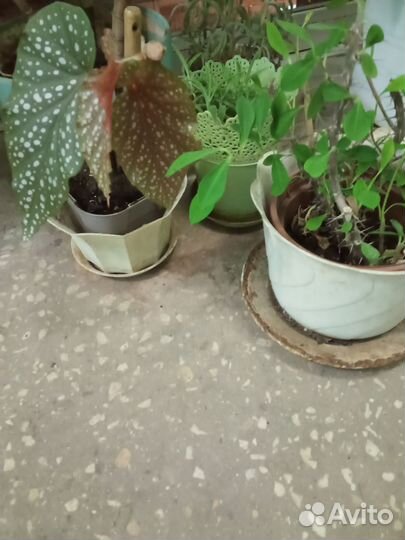 Комнатные цветы