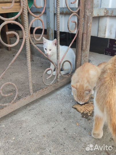 Котята в добрые руки бесплатно