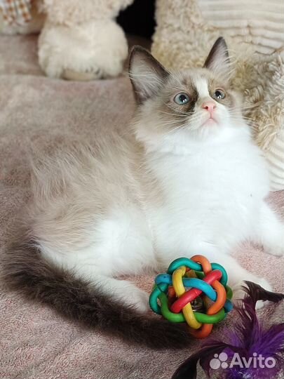 Красавчик Рэгдолл