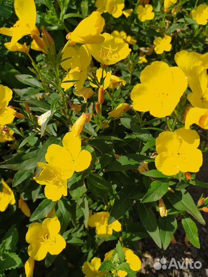 Энотера, вербейник