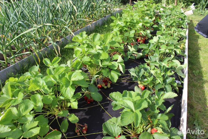 Саженцы клубники окс