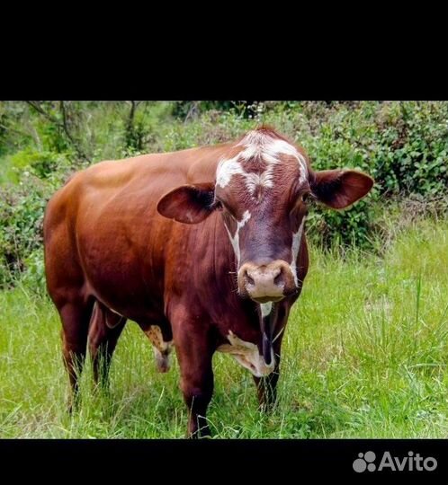 Бык на мясо