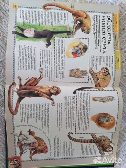 Энциклопедия