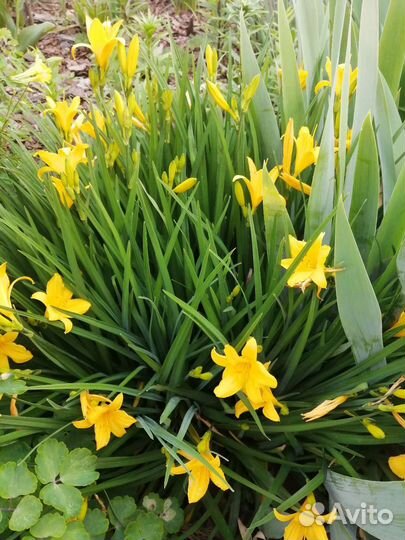 Саженцы многолетних цветов