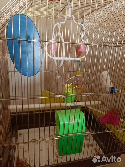 Волнистый попугай с клеткой