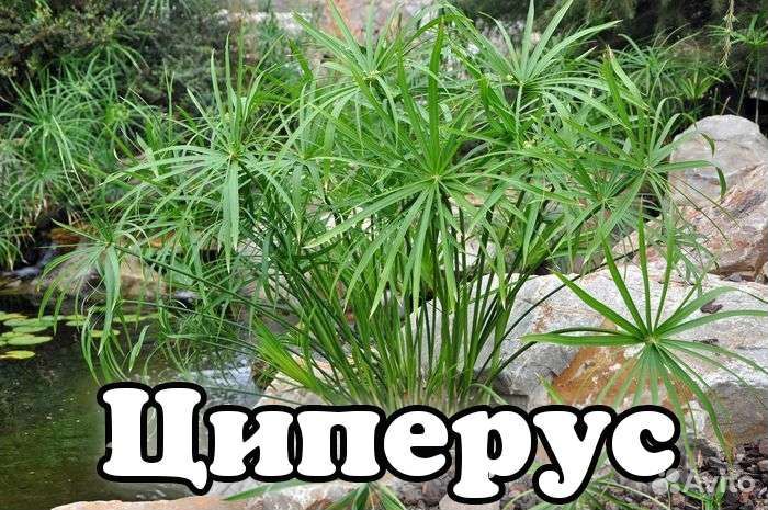 Растения для пруда