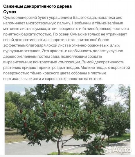 Саженцы сумах оленерогий