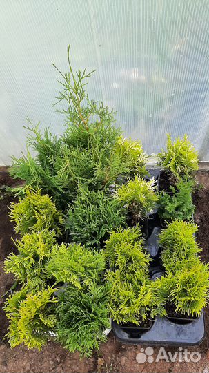 Туя западная