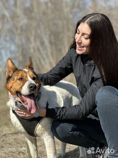 Умнейшая собака пропадает в приюте