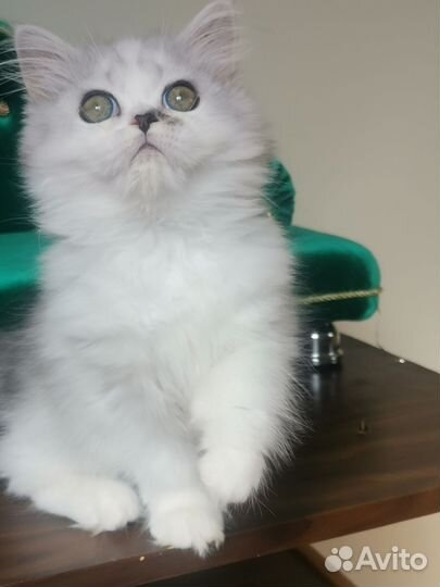 Шотландская кошечка