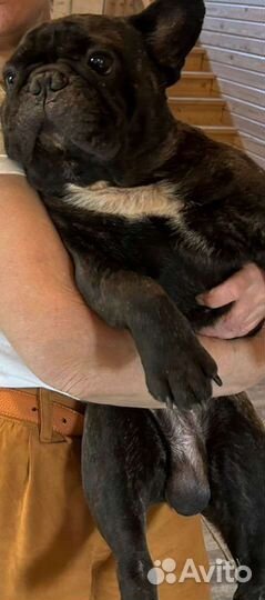 Передержка собак(мелких пород) на дому