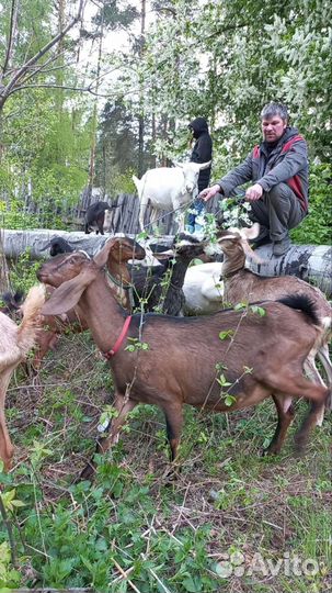 Дойные козы и козочки