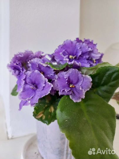 Цветущие фиалки