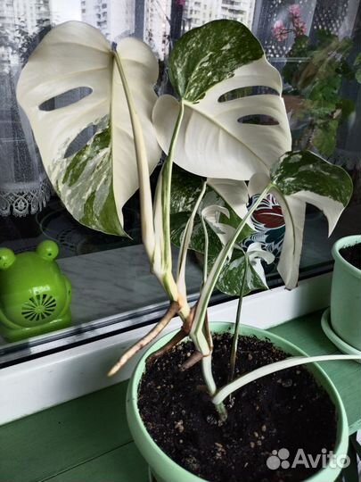 Монстера вариегатная Луна сансевиерия Муншайн