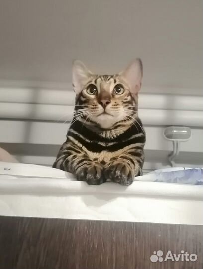 Бенгальские котята