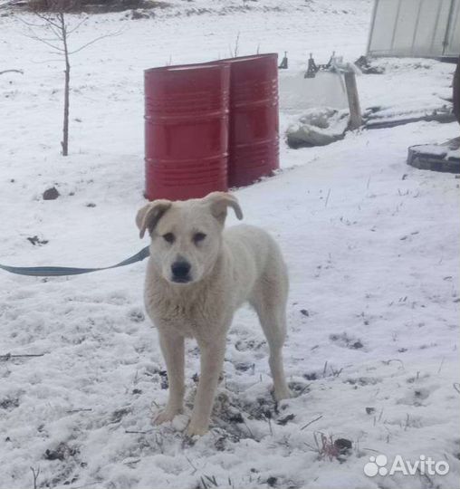 Два солнышка