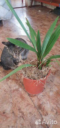 Седум буритто. Джинура, финиковая пальма