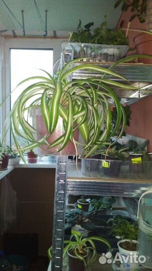 Хлорофитум кудрявый