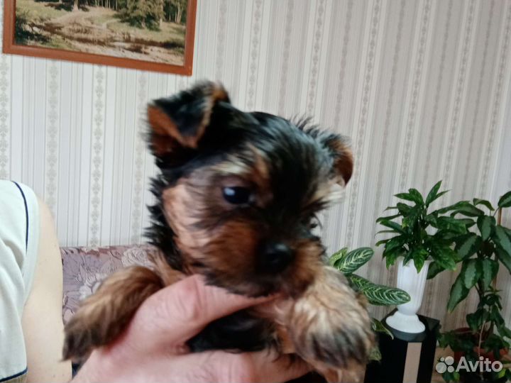 Йоркширский терьер