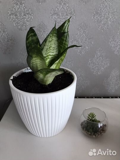 Сансевиерия