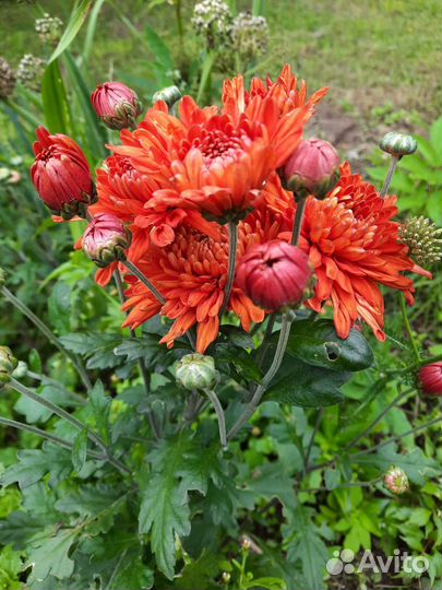 Хризантема кустовая