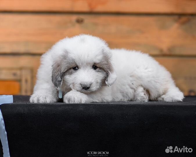 Щенята Пиренея