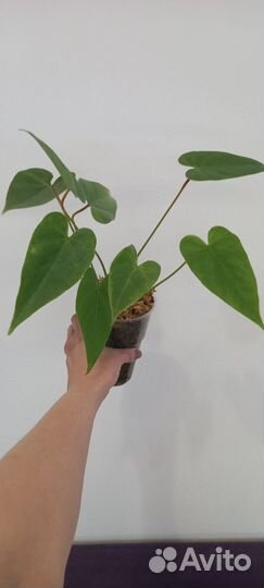 Антуриумы (низ растения)