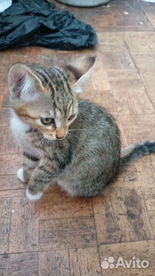 Котята ищут дом