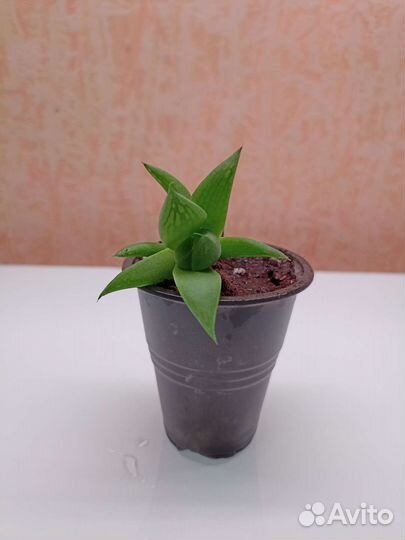 Суккуленты Хавортия