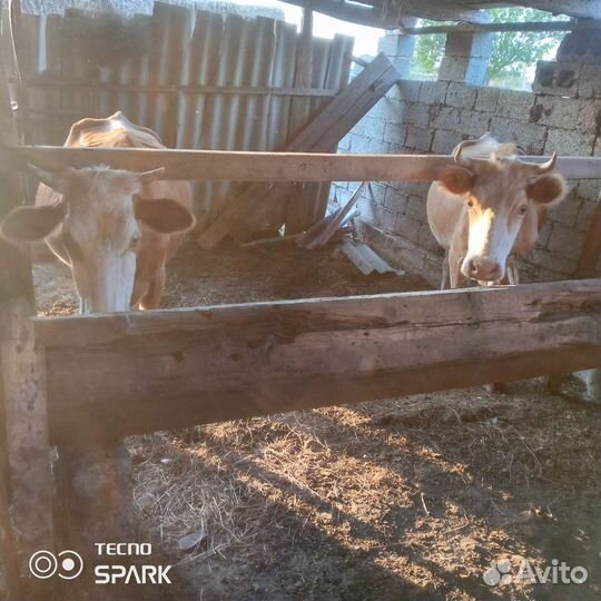 Коровы дойные